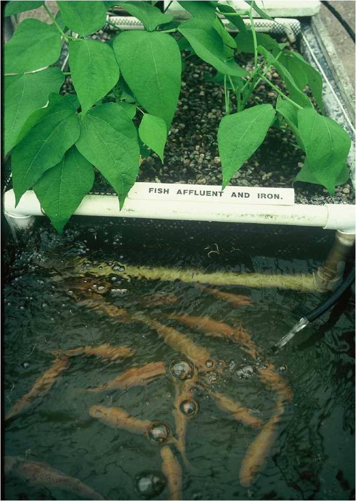 Aquaponic System Fish Farming