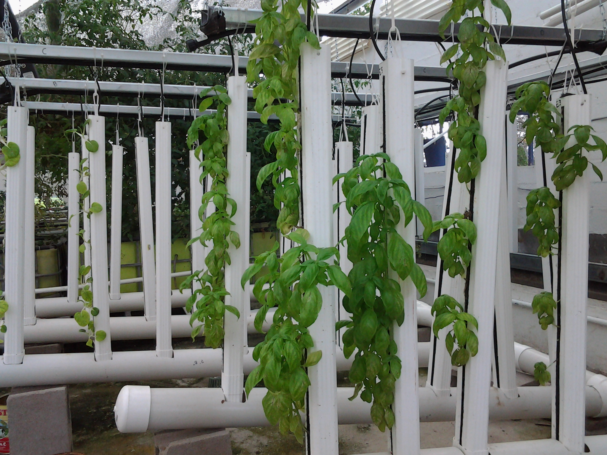 Fast Forward to mid-May 2014 : The vertical aquaponic towers that were 